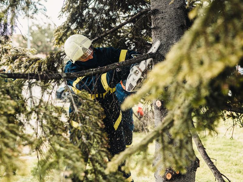 Tree removal project in Dubuque, IA